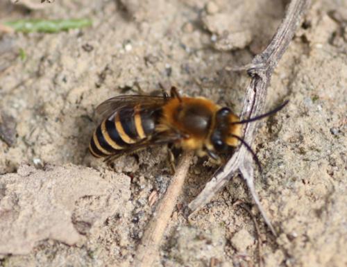 Colletes hederae